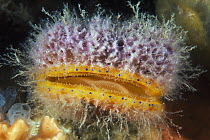 Doughboy Scallop (Chlamys asperrima) covered with sponge, Yorke Peninsula, South Australia, Australia