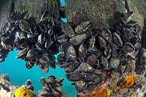 Mediterranean Mussel (Mytilus galloprovincialis) group, Port Phillip Bay, Mornington Peninsula, Victoria, Australia