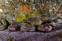 Blacklip Abalone (Haliotis rubra) group, Governor Island Marine Reserve, Bicheno, Tasmania, Australia