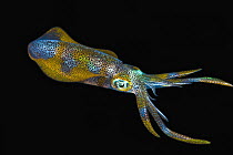 Bigfin Reef Squid (Sepioteuthis lessoniana) juvenile at night, Anilao, Philippines