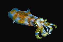 Bigfin Reef Squid (Sepioteuthis lessoniana) at night, Milne Bay, Papua New Guinea