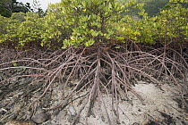 Spider Mangrove (Rhizophora stylosa) stilt roots at low tide, Hook Island, Whitsunday Islands, Queensland, Australia