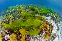 Sea Lettuce (Ulva australis) and other alga, Hopkins Island, South Australia, Australia