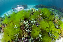 Sea Sweep (Scorpis aequipinnis) in Sea Lettuce (Ulva australis), Hopkins Island, South Australia, Australia