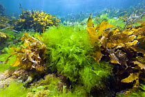 Sea Lettuce (Ulva australis) and other alga, Yorke Peninsula, South Australia, Australia
