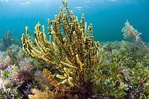 Seaweed (Scaberia agardhii), Yorke Peninsula, South Australia, Australia