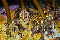 Kelp holdfasts, Governor Island Marine Reserve, Bicheno, Tasmania, Australia