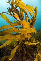Kelp, Port Phillip Bay, Mornington Peninsula, Victoria, Australia