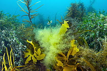 Kelp and algae, Western Port Bay, Mornington Peninsula, Victoria, Australia
