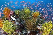 Sea Goldie (Pseudanthias squamipinnis) school in coral reef with with feather stars, Great Barrier Reef, Queensland, Australia