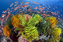 Sea Goldie (Pseudanthias squamipinnis) school in coral reef with feather stars, Great Barrier Reef, Queensland, Australia