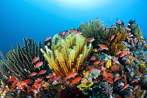Sea Goldie (Pseudanthias squamipinnis) school in coral reef with feather stars, Great Barrier Reef, Queensland, Australia