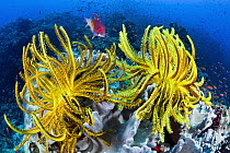 Diana's Hogfish (Bodianus diana) and Basslet (Pseudanthias sp) school in coral reef with feather stars, Great Barrier Reef, Australia
