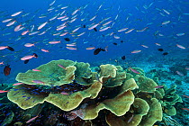 Disc Coral (Turbinaria reniformis) and Banana Fusilier (Pterocaesio pisang) school, Great Barrier Reef, Australia