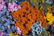 Pylon with sponges and bryozoans, Yorke Peninsula, South Australia, Australia