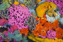 Pylon with sponges and bryozoans, Yorke Peninsula, South Australia, Australia