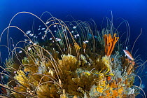Temperate deep water reef with sponges, sea whips, and feather stars, Governor Island Marine Reserve, Bicheno, Tasmania, Australia