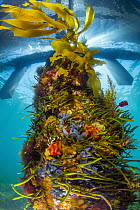 Piling with sponges, tunicates, and algae, Western Port Bay, Mornington Peninsula, Victoria, Australia