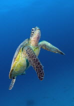 Green Sea Turtle (Chelonia mydas), Heron Island, Great Barrier Reef, Queensland, Australia