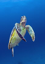 Green Sea Turtle (Chelonia mydas), Heron Island, Great Barrier Reef, Queensland, Australia