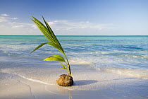 Coconut Palm (Cocos nucifera) fruit germinating on tropical beach, Keeling Islands, Australia