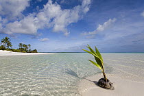 Coconut Palm (Cocos nucifera) fruit germinating on tropical beach, Keeling Islands, Australia