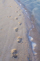 Footprints on tropical beach, Keeling Islands, Australia