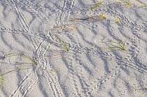 Strawberry Land Hermit Crab (Coenobita perlatus) tracks on beach, Keeling Islands, Australia