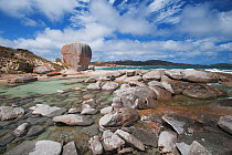 Lichen (Caloplaca sp) covered coastal rock, Flinders Island, Tasmania, Australia