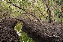 Gray Mangrove (Avicennia marina) forest and channel, Solitary Islands Marine Park, New South Wales, Australia