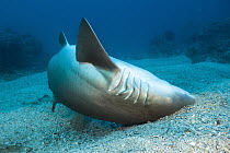 Grey Nurse Shark (Carcharias taurus) scraping parasites off in sand, Solitary Islands Marine Park, New South Wales, Australia