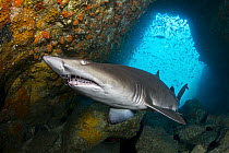Grey Nurse Shark (Carcharias taurus), Fish Rock, New South Wales, Australia