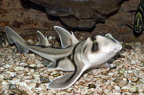 Port Jackson Shark (Heterodontus portusjacksoni), Australia