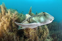 Port Jackson Shark (Heterodontus portusjacksoni), Port Phillip Bay, Mornington Peninsula, Victoria, Australia