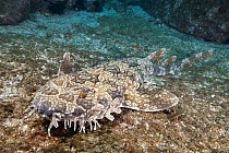 Spotted Wobbegong (Orectolobus maculatus), Solitary Islands Marine Park, New South Wales, Australia