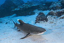 White-tip Reef Shark (Triaenodon obesus), Heron Island, Great Barrier Reef, Queensland, Australia