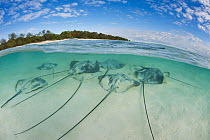 Pink Whip Ray (Himantura fai) group, Heron Island, Great Barrier Reef, Queensland, Australia