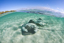 Pink Whip Ray (Himantura fai) pair, Heron Island, Great Barrier Reef, Queensland, Australia