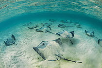 Pink Whip Ray (Himantura fai) group, Heron Island, Great Barrier Reef, Queensland, Australia