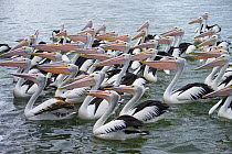 Australian Pelican (Pelecanus conspicillatus) flock, New South Wales, Australia