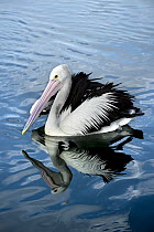 Australian Pelican (Pelecanus conspicillatus), New South Wales, Australia