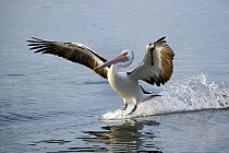 Australian Pelican (Pelecanus conspicillatus) landing, New South Wales, Australia
