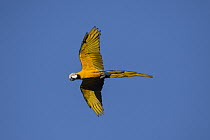 Blue and Yellow Macaw (Ara ararauna) flying, Amazon, Brazil