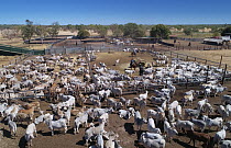 Domestic Cattle (Bos taurus) herd in corrals with cowboys, Australia