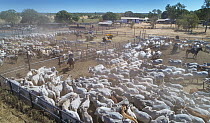 Domestic Cattle (Bos taurus) herd in corrals with cowboys, Australia