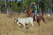 Domestic Cattle (Bos taurus) being herded by cowboy, Australia