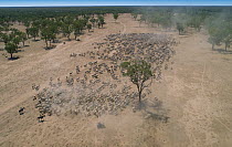 Domestic Cattle (Bos taurus) herd being herded by cowboys, Australia