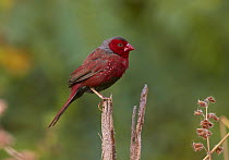 Crimson Finch (Neochmia phaeton) male, Kimberley, Western Australia, Australia