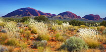Spinifex Grass (Spinifex sp) in desert, Kata Tjuta, Australia