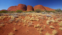 Spinifex Grass (Spinifex sp) in desert, Kata Tjuta, Australia